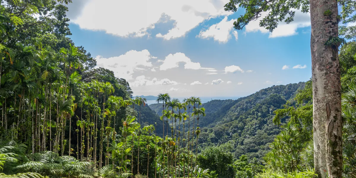 Prozkoumejte Jardin de Balata