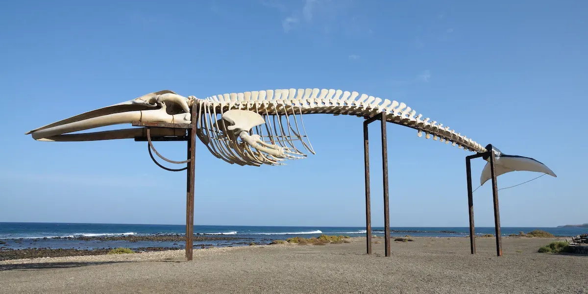 Pozorování velryb a delfínů