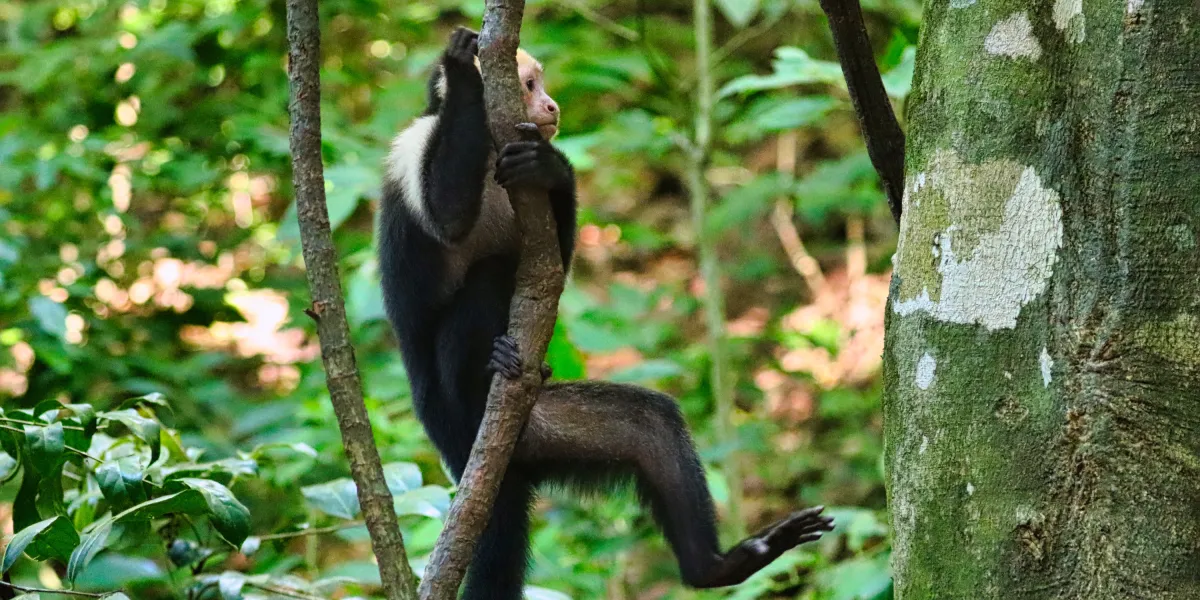 Výprava do Gumbalimba Parku
