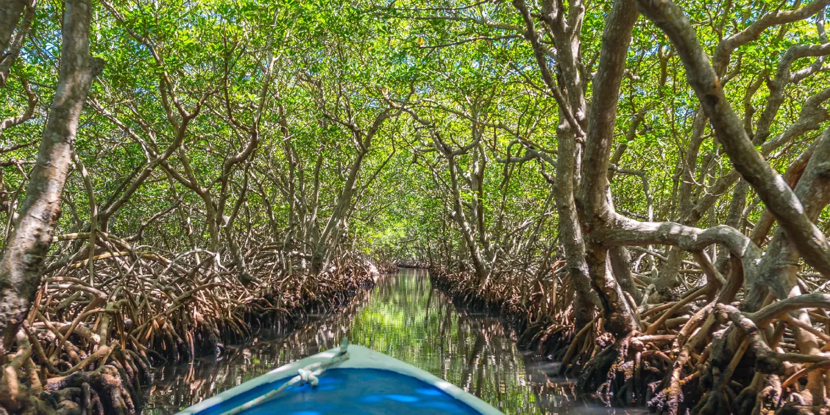 Objevování Mangrove Tunnels
