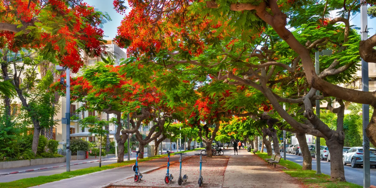 Rothschild Boulevard