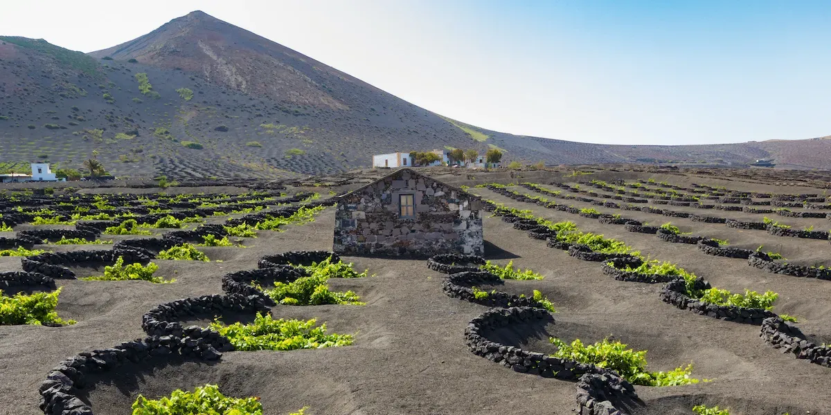 Výlet do vinařské oblasti La Geria