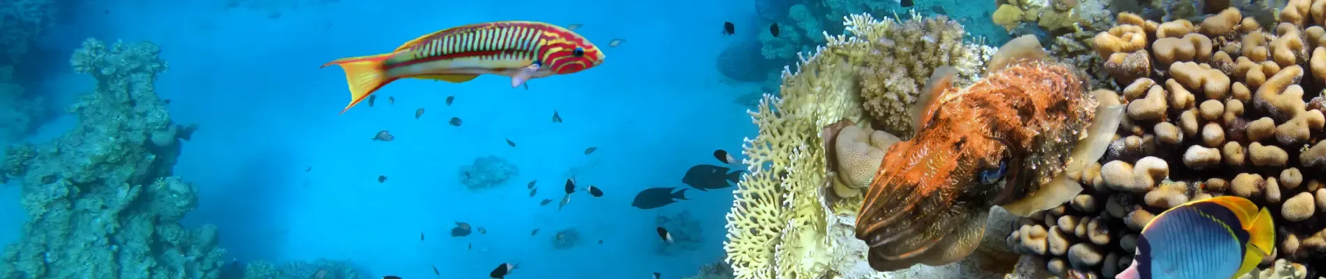 Místní podmořský život