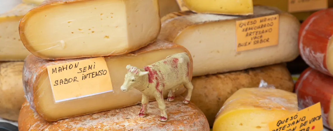 Menorský sýr mahon