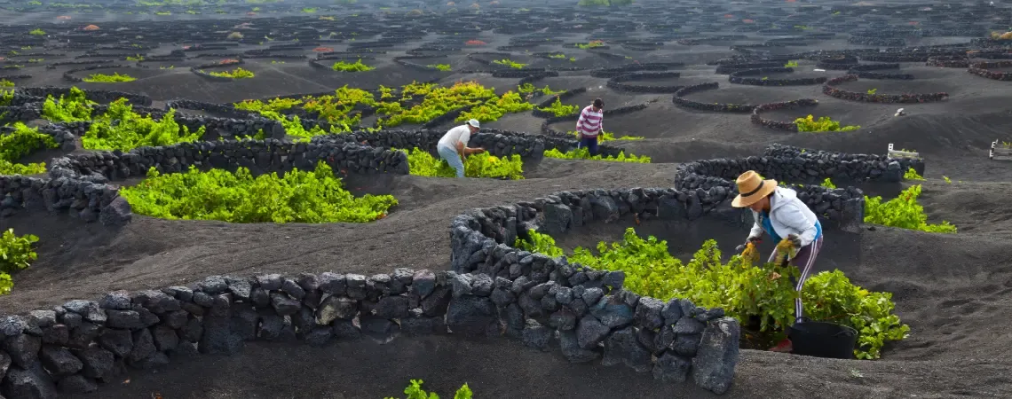 Vinice v sopečné půdě