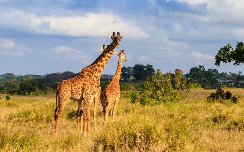 Národní park Ngorongoro a jezero Manyara