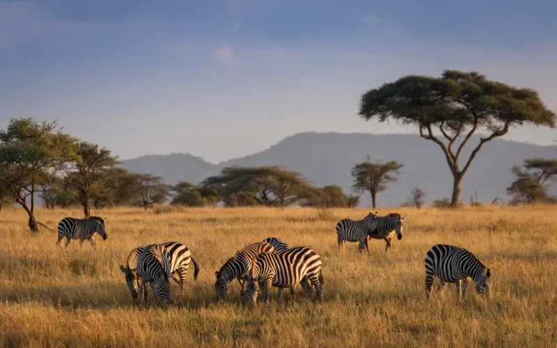 Národní park Serengeti