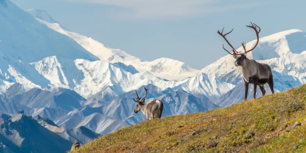 Národní park Denali