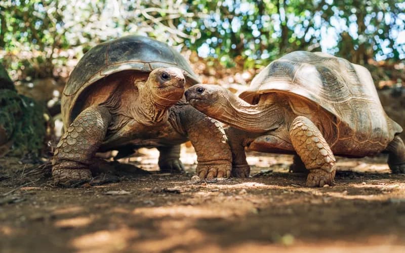 Aldabra Atoll