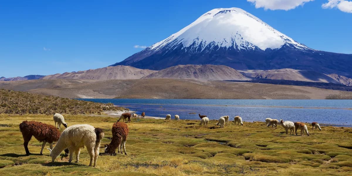 Lauca