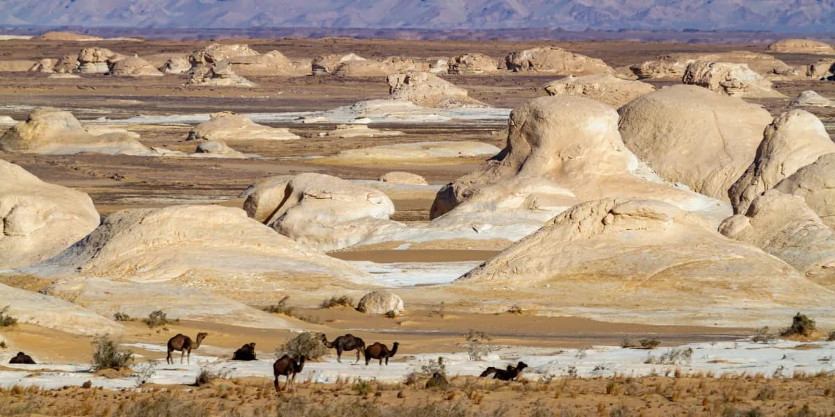 Desert Safari 