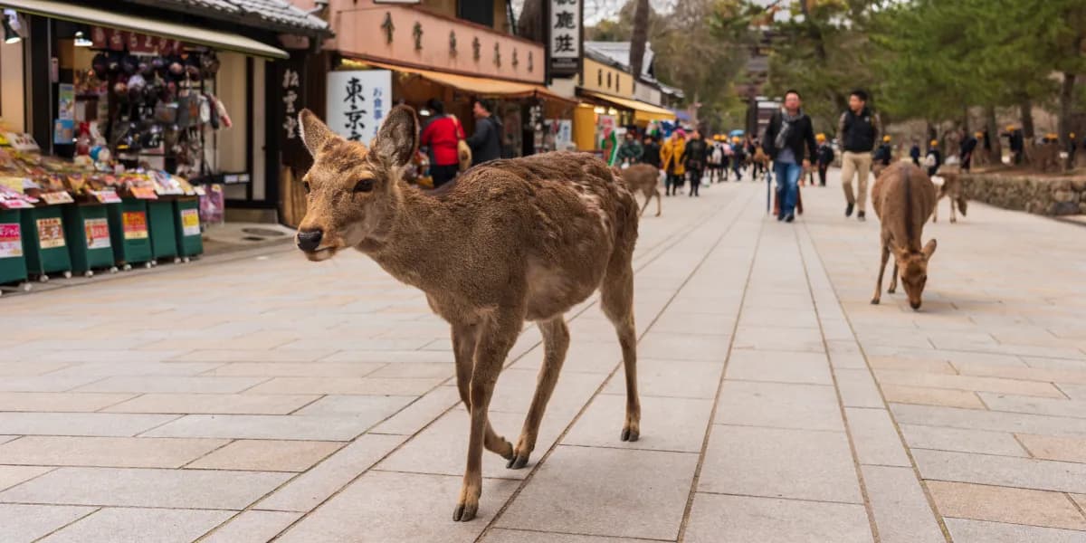 Nara