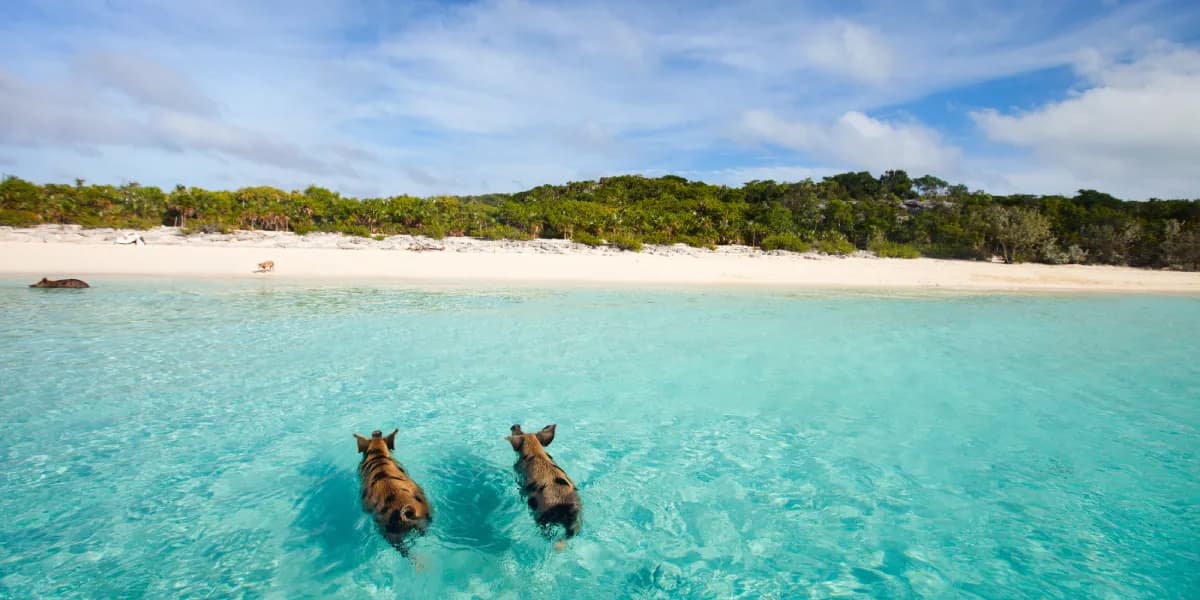 Pig Beach
