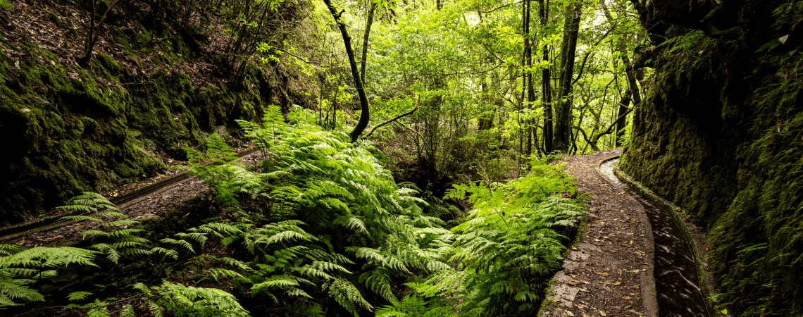 Levada dos Cedros