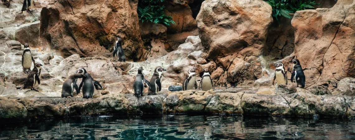 ZOO Loro Parque