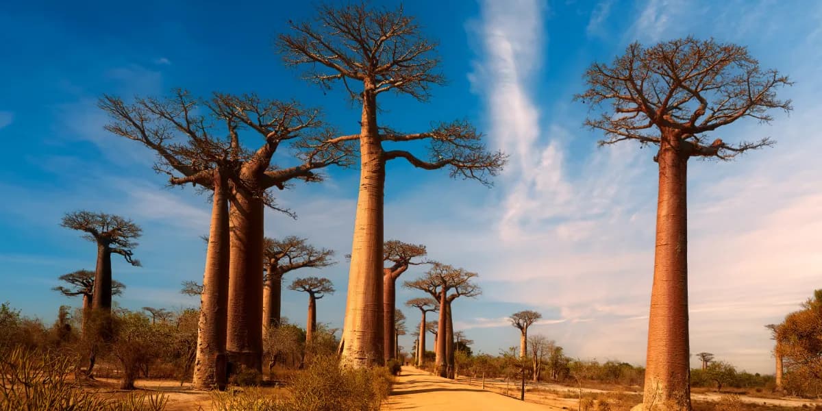 Madagaskar