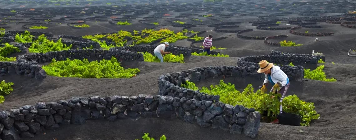 Vinice v sopečné půdě