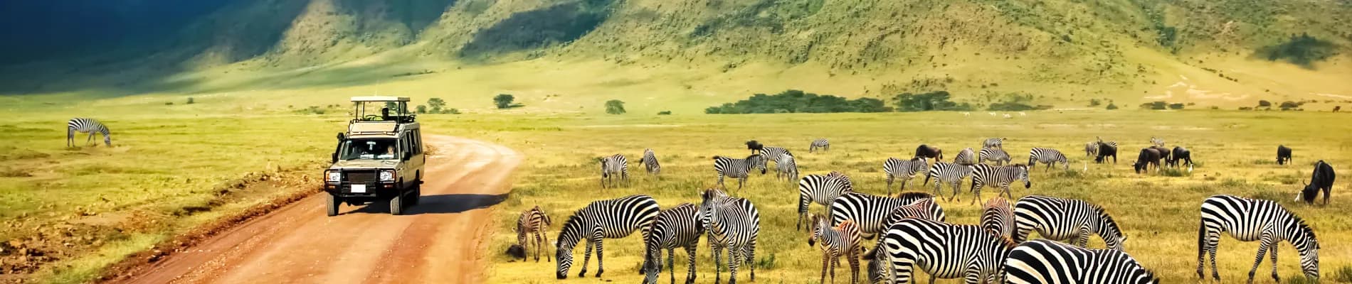 Safari