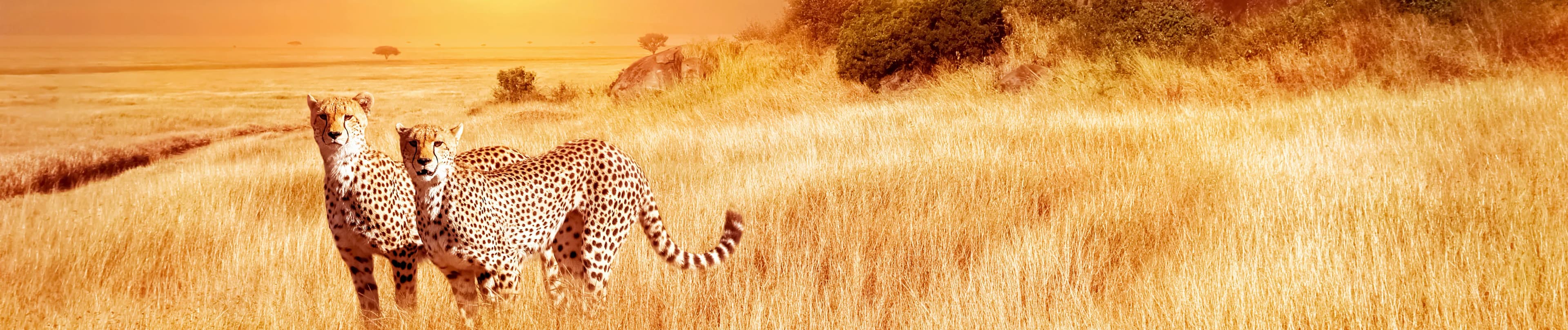 Tanzanie
