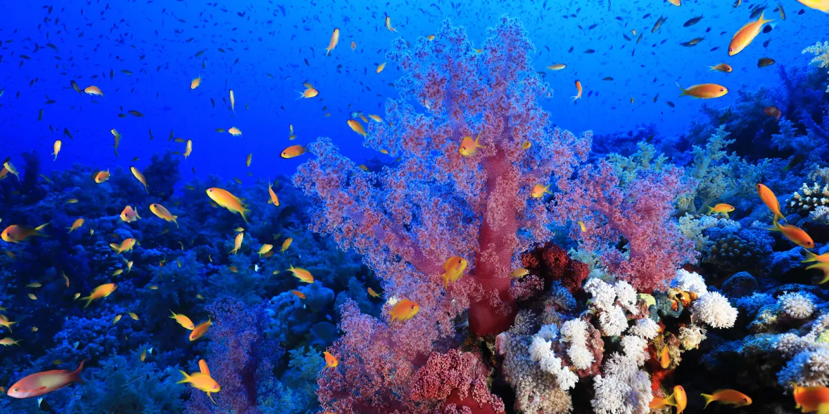 Potápění u Elphinstone Reef Potápění u Elphinstone Reef