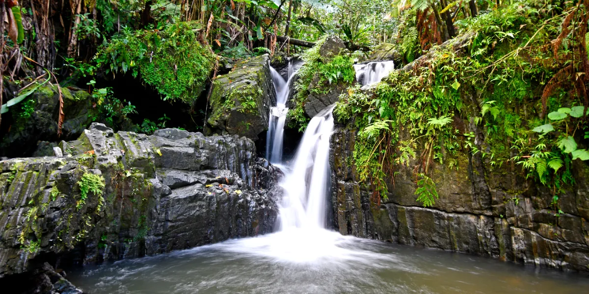 Národní park El Yunque Národní park El Yunque