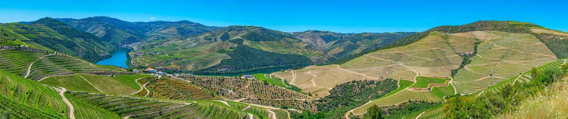 vinice v údolí řeky Douro vinice v údolí řeky Douro