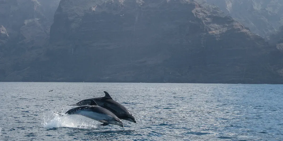 Výlet za kosatkami Výlet za kosatkami