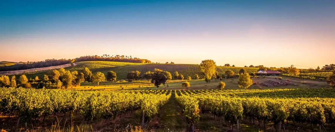 vinice v Bordeaux vinice v Bordeaux